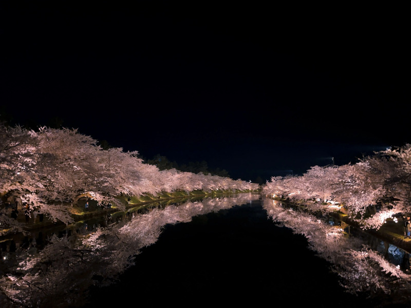 桜のトンネル1 （社員提供）