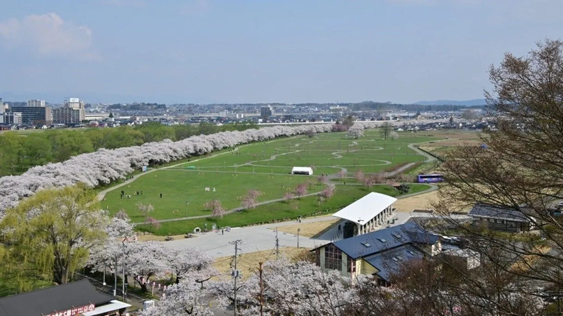 北上展勝地の桜