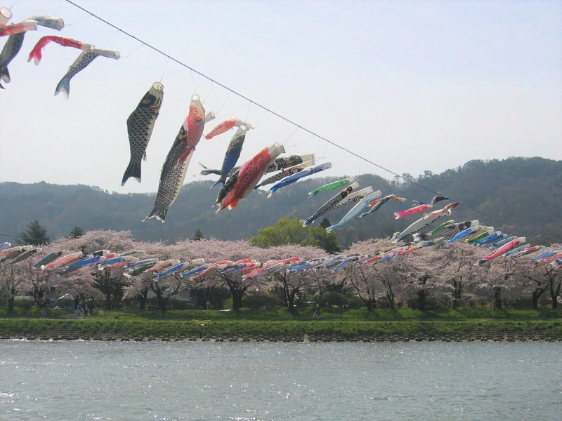北上展勝地こいのぼりと桜並木