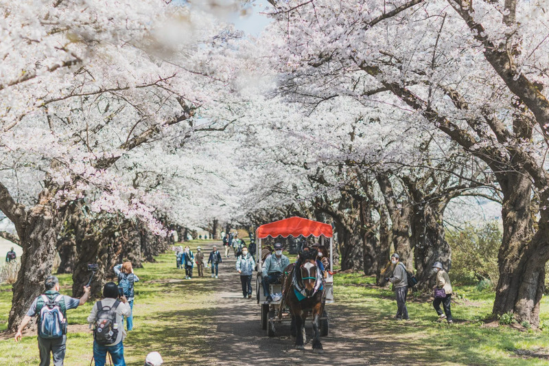 北上展勝地観光馬車