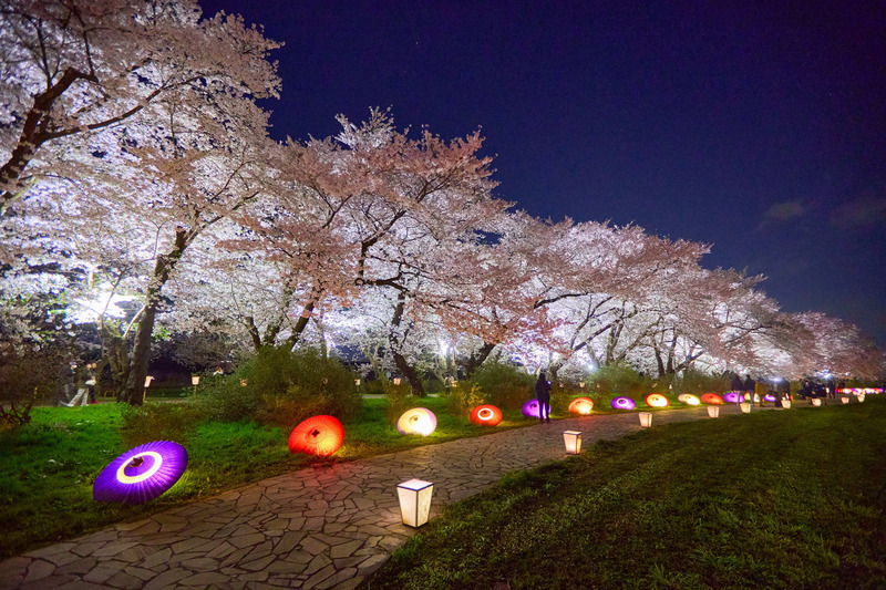北上展勝地夜桜