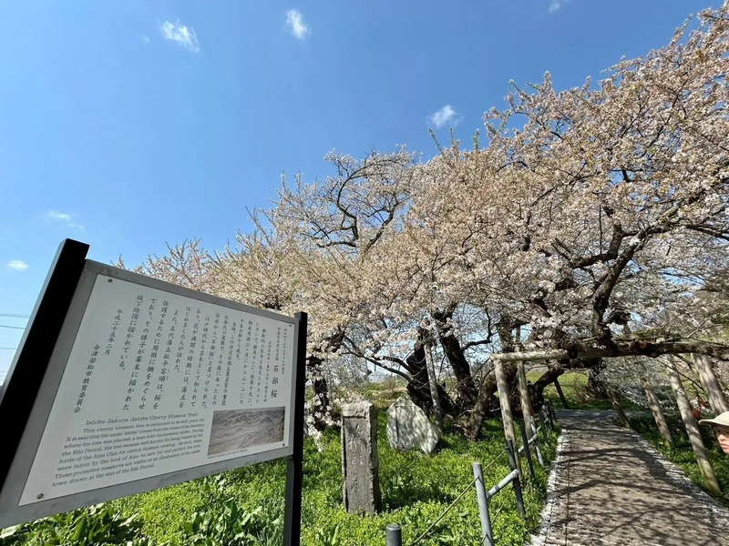石部桜