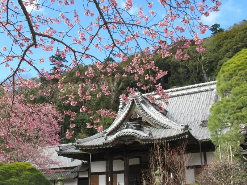 修禅寺寒桜