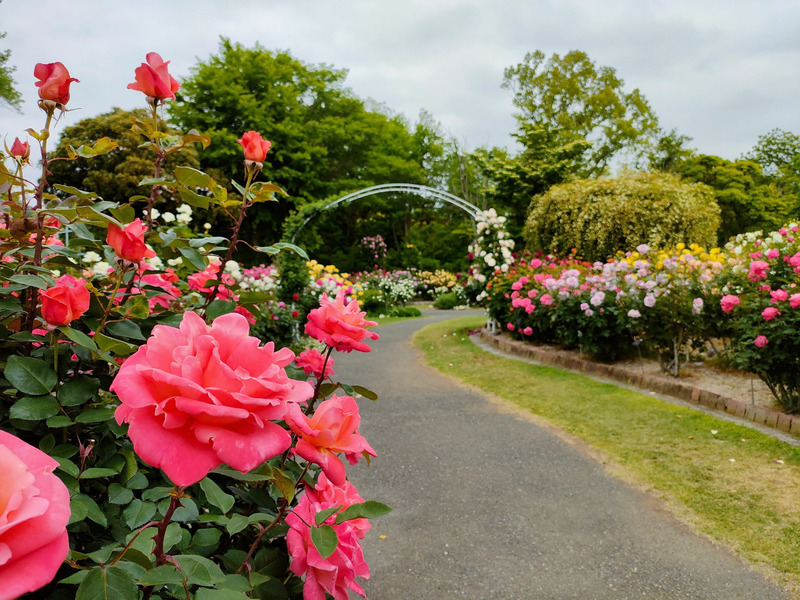 バラ園