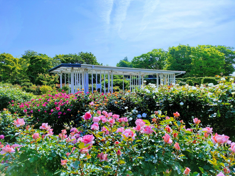バラ園