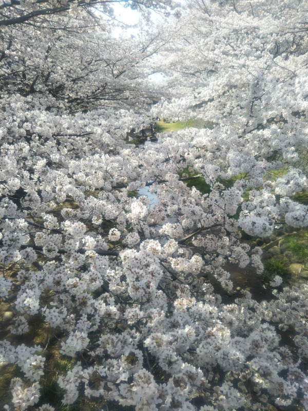 野川沿いの桜