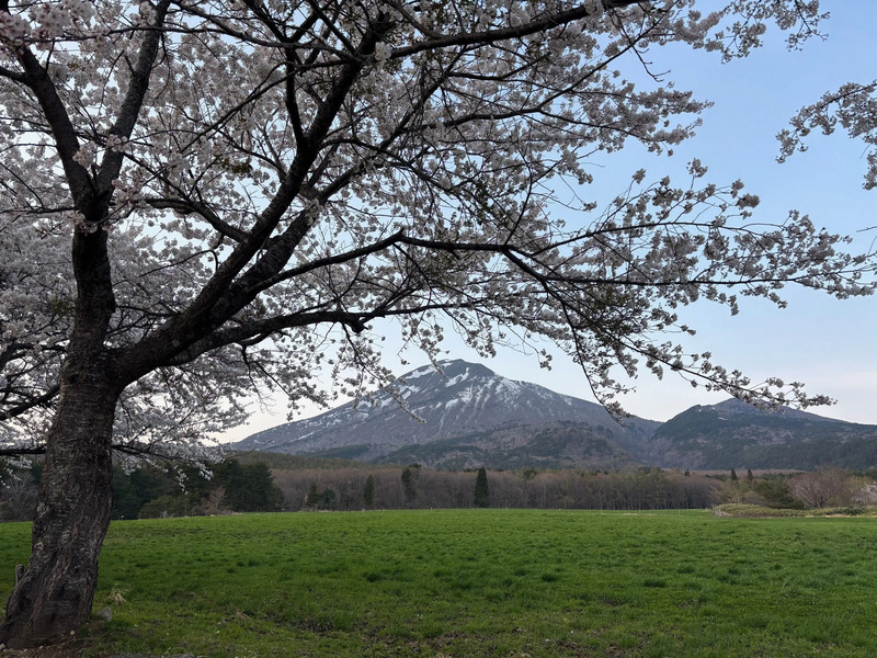 磐梯山牧場の桜