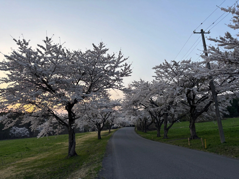 磐梯山牧場の桜