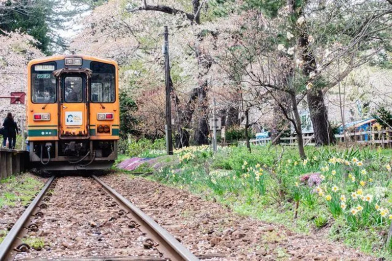芦野公園 金木桜まつり 桜 2026 