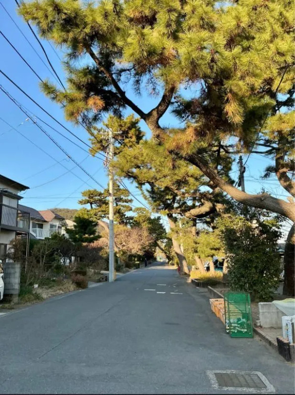 旧東海道松並木