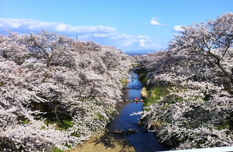 藤田川ふれあい桜