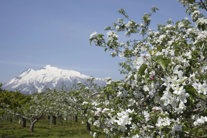 りんごの花と岩木山