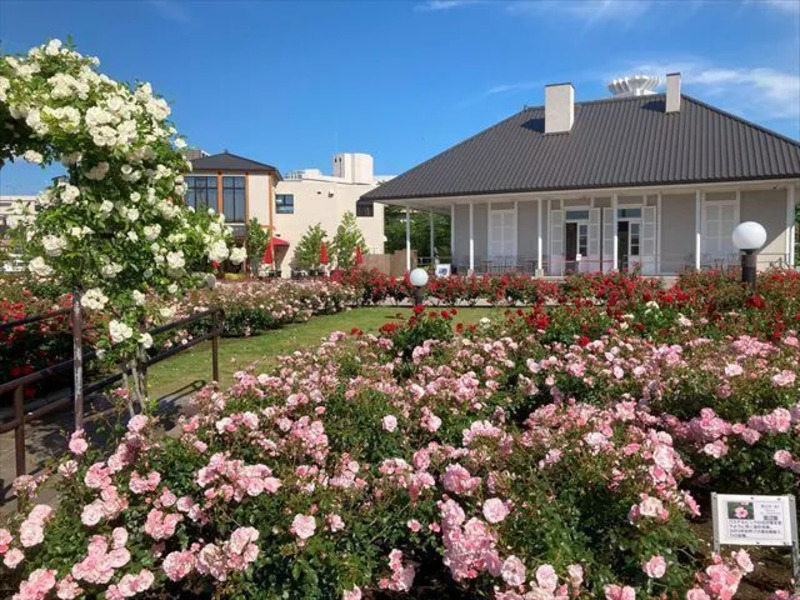 ヴェルニー公園のバラ