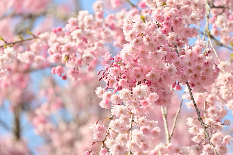 弘前公園のさくらの一例