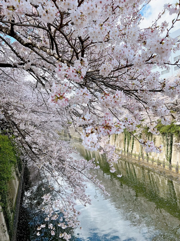 目黒川の桜