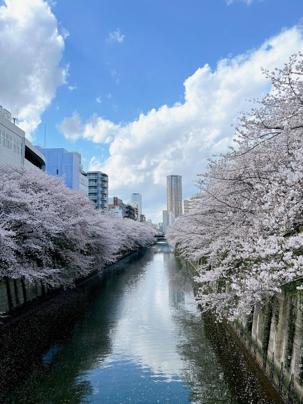 目黒川の桜
