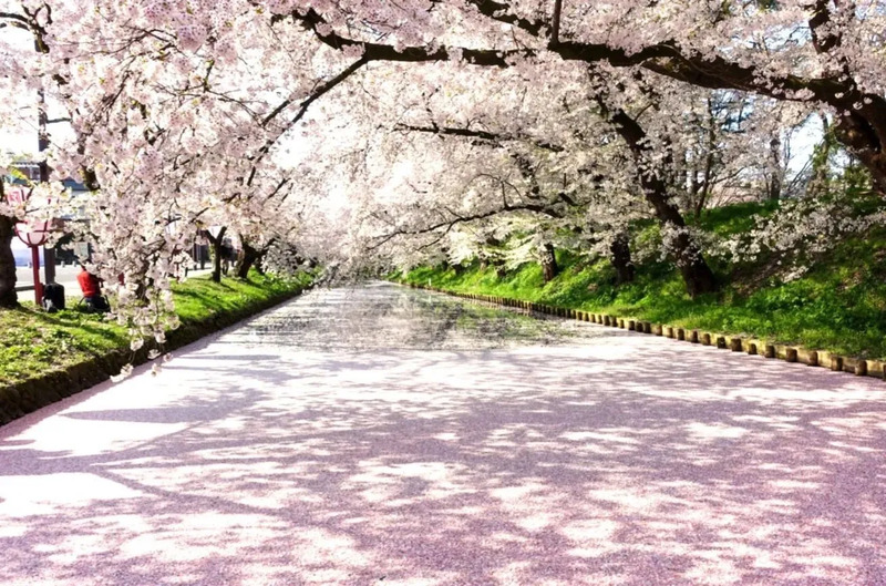 弘前公園花筏のイメージ