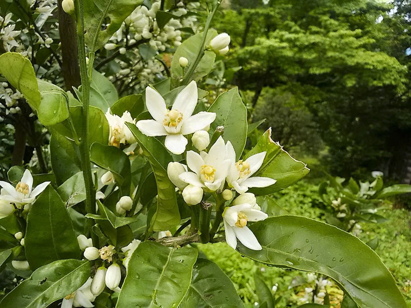 みかんの花