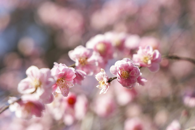 熱海梅園 梅