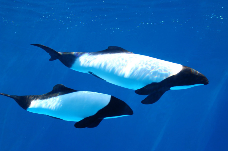 イロワケイルカ