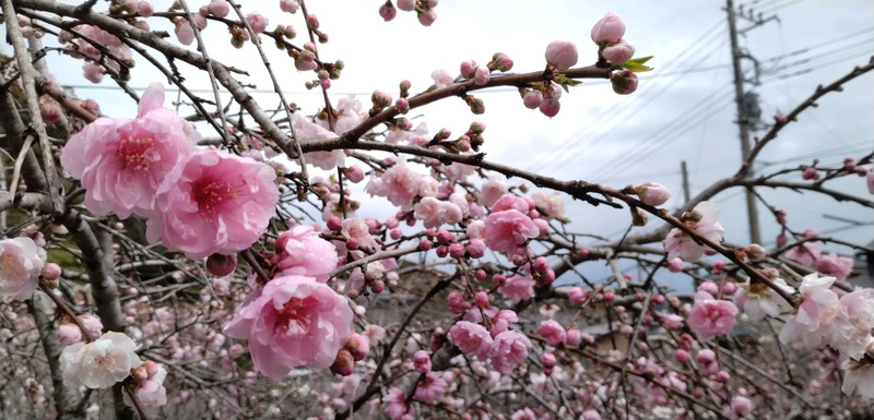 蓮台寺しだれ桃の里