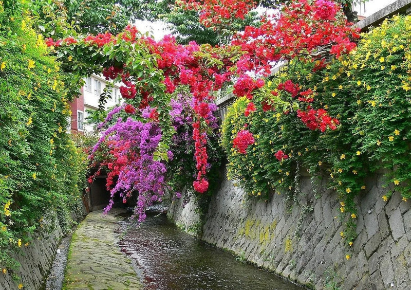 熱海 ブーゲンビリア