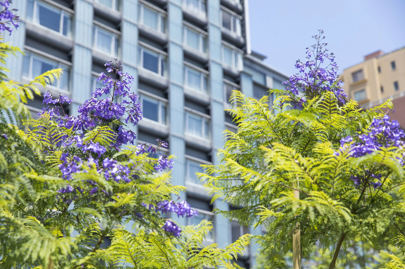 熱海 ジャカランダ