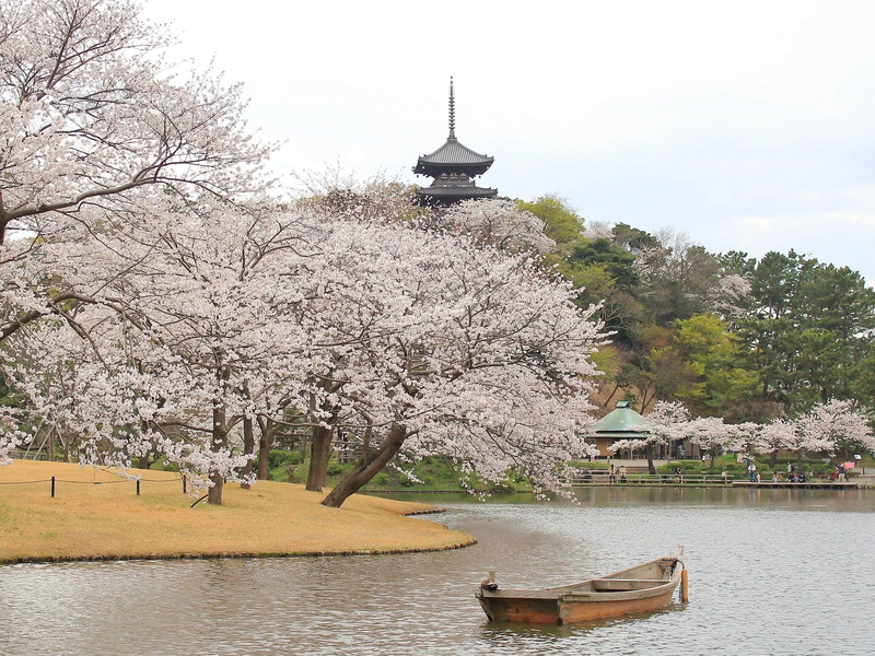 横浜・三溪園の桜