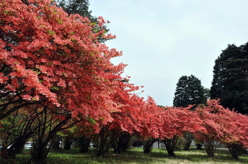 霧降高原のツツジ