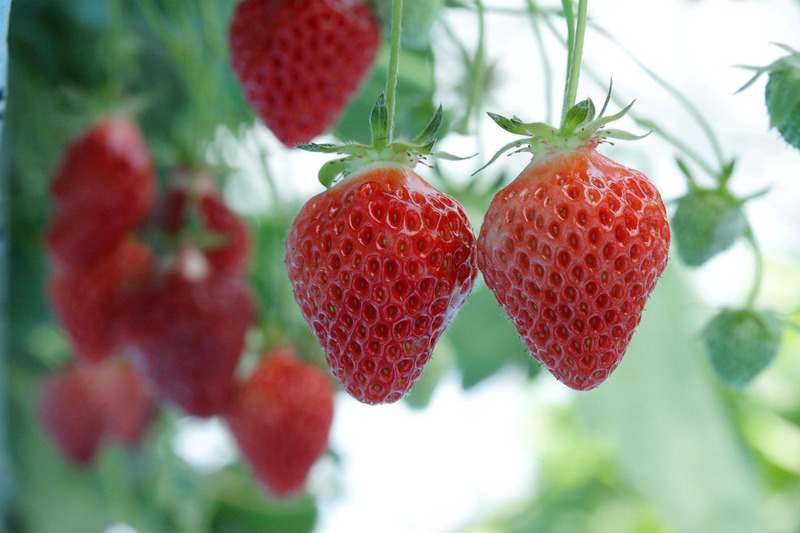 越後姫イメージ図