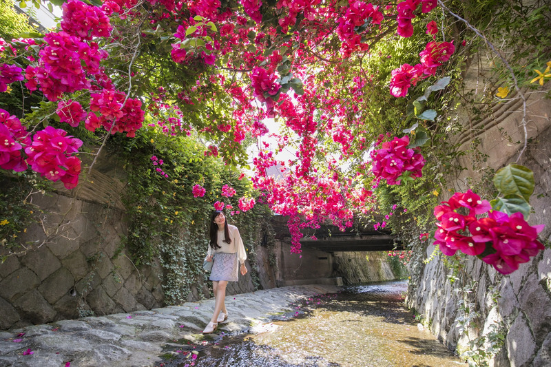 ブーゲンビリア