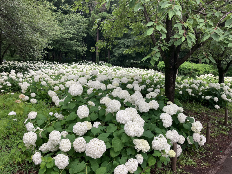 横浜線,ズーラシア,クイズ