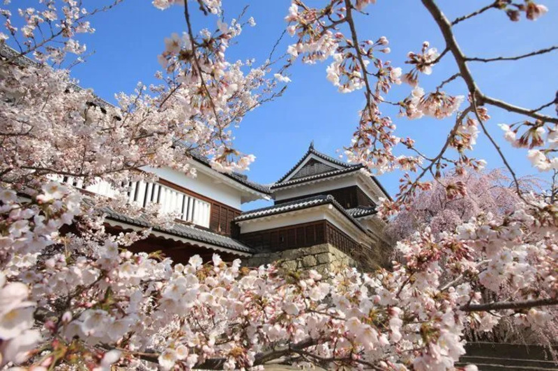 上田城の桜