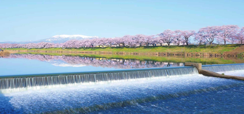 宮城県大河原町ふるさと納税：白石川堤一目千本桜