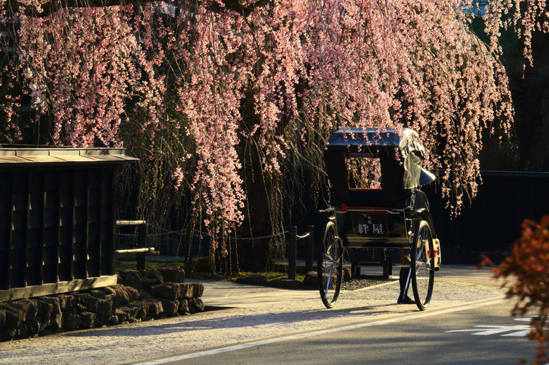 角館の桜