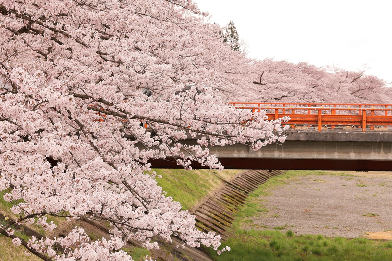 角館の桜