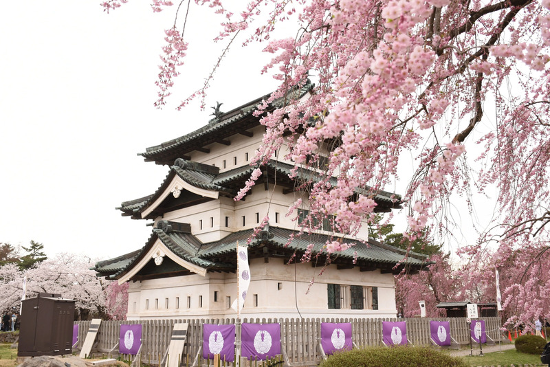 弘前公園の桜