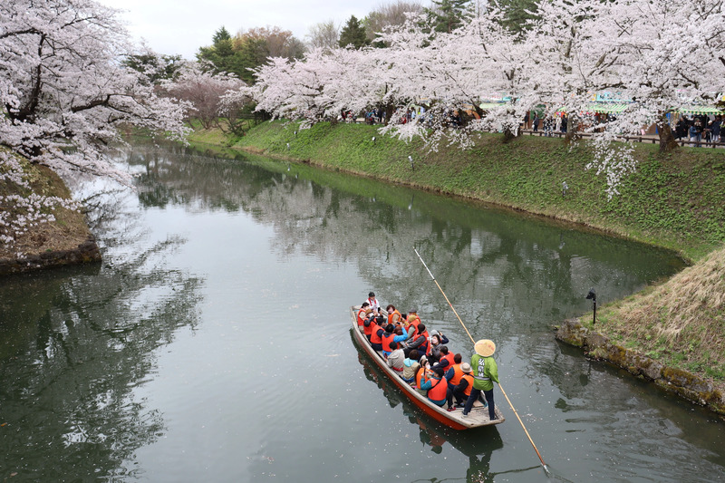 弘前公園の桜