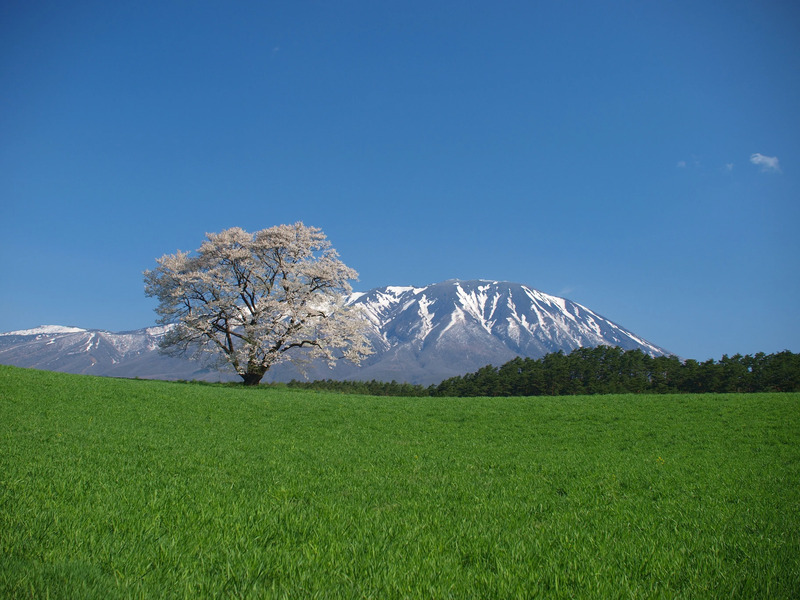 小岩井農場一本桜