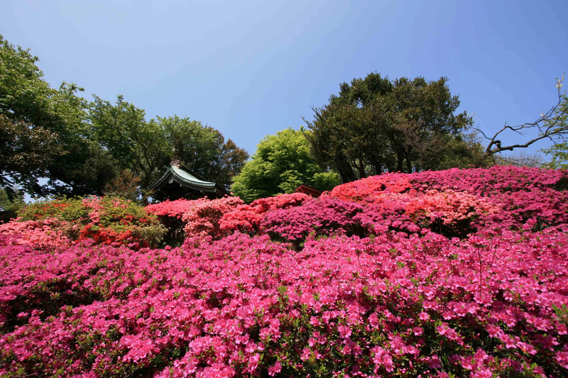 伊豆パノラマパーク（ツツジ）