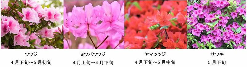 伊豆パノラマパーク（ツツジカレンダー）