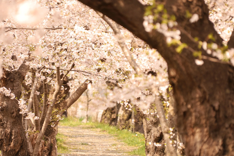 桧木内川堤の桜
