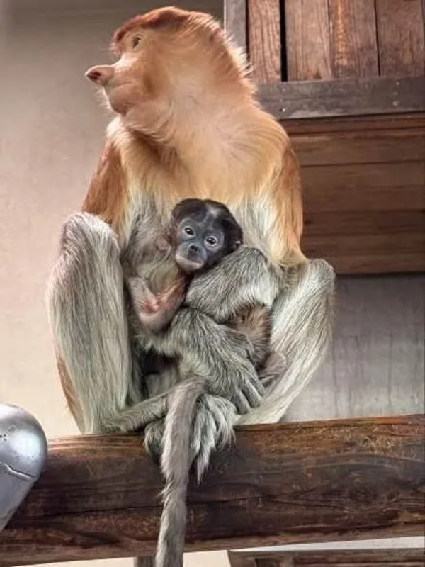 テングザル
