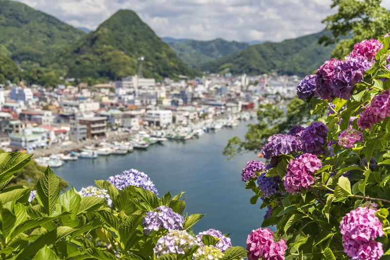下田あじさい祭と寝姿山
