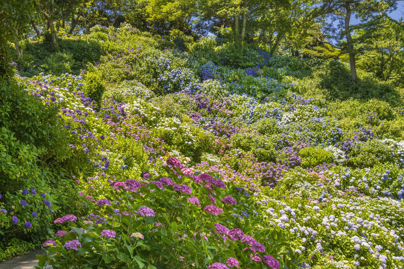 下田あじさい祭