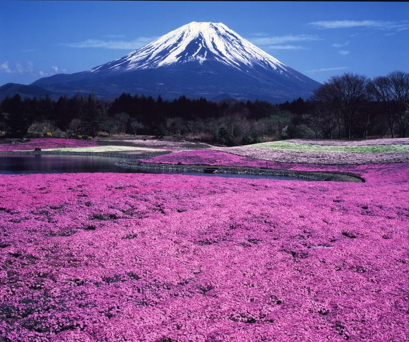 富士芝桜と富士山