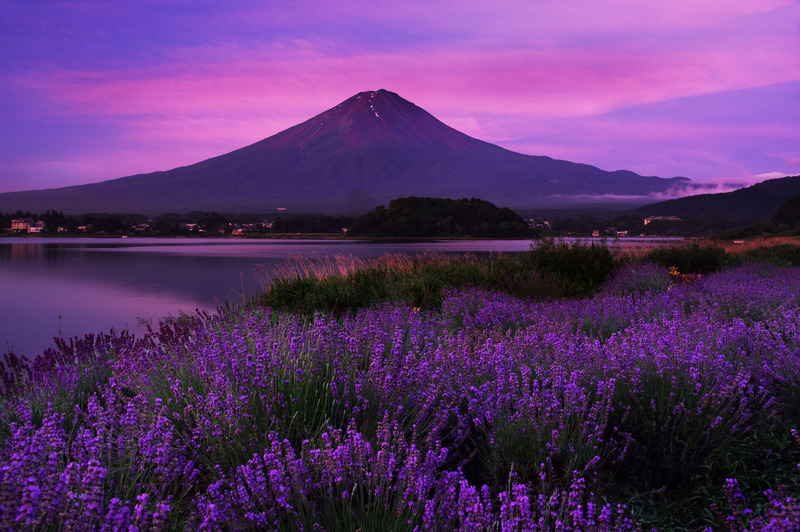 ラベンダーと富士山
