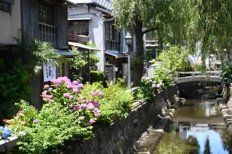 下田あじさい祭 ペリーロードの水路沿い