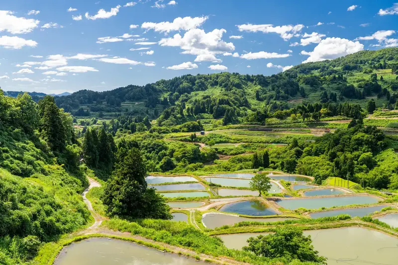 新潟の棚田