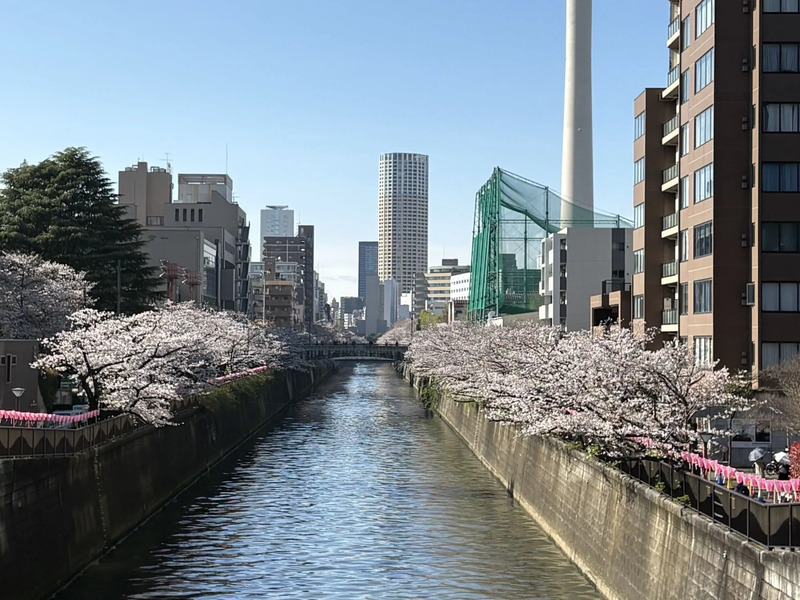 目黒川の桜